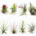 Living Frame Collection