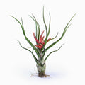 Tillandsia bulbosa Air Plant