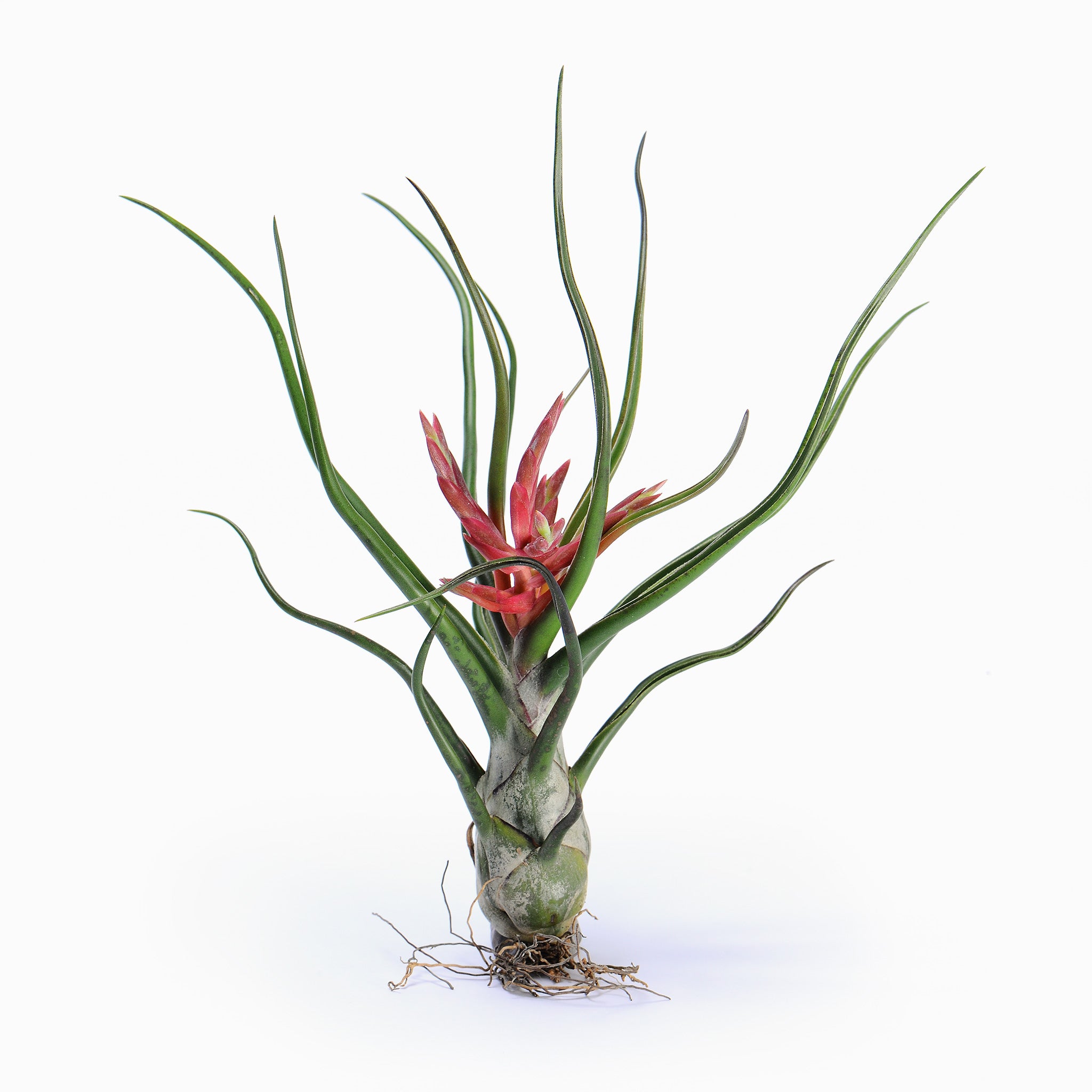Tillandsia bulbosa Air Plant