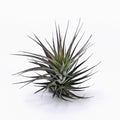Tillandsia stricta Tenuifolia var Nigrifolia Air Plant