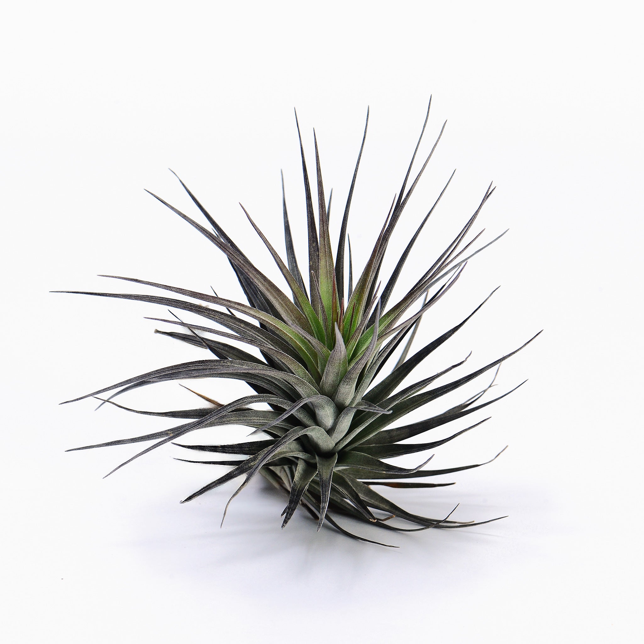 Tillandsia stricta Tenuifolia var Nigrifolia Air Plant
