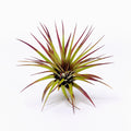 Tillandsia acostae Air Plant