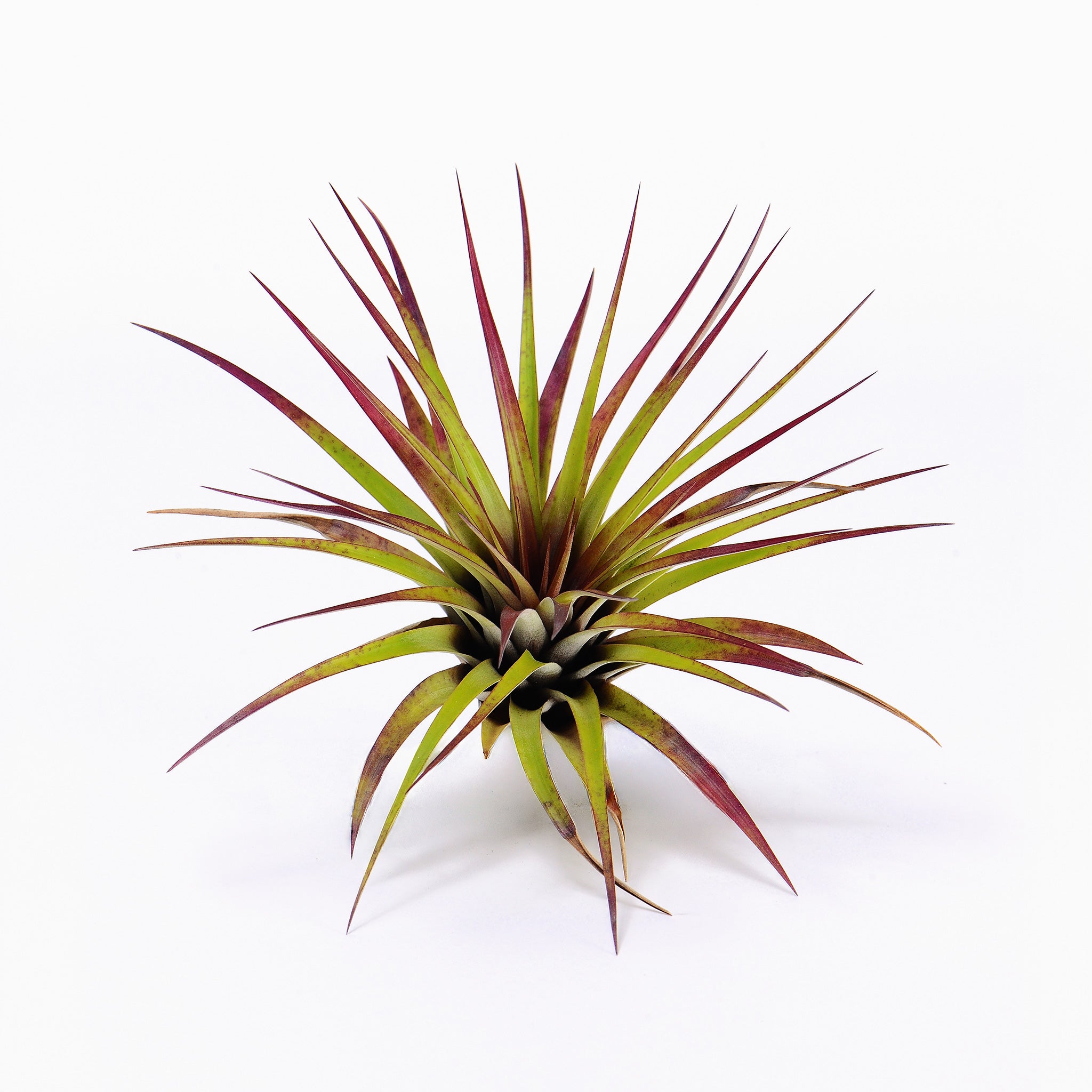 Tillandsia acostae Air Plant