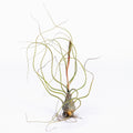 Tillandsia butzii Air Plant