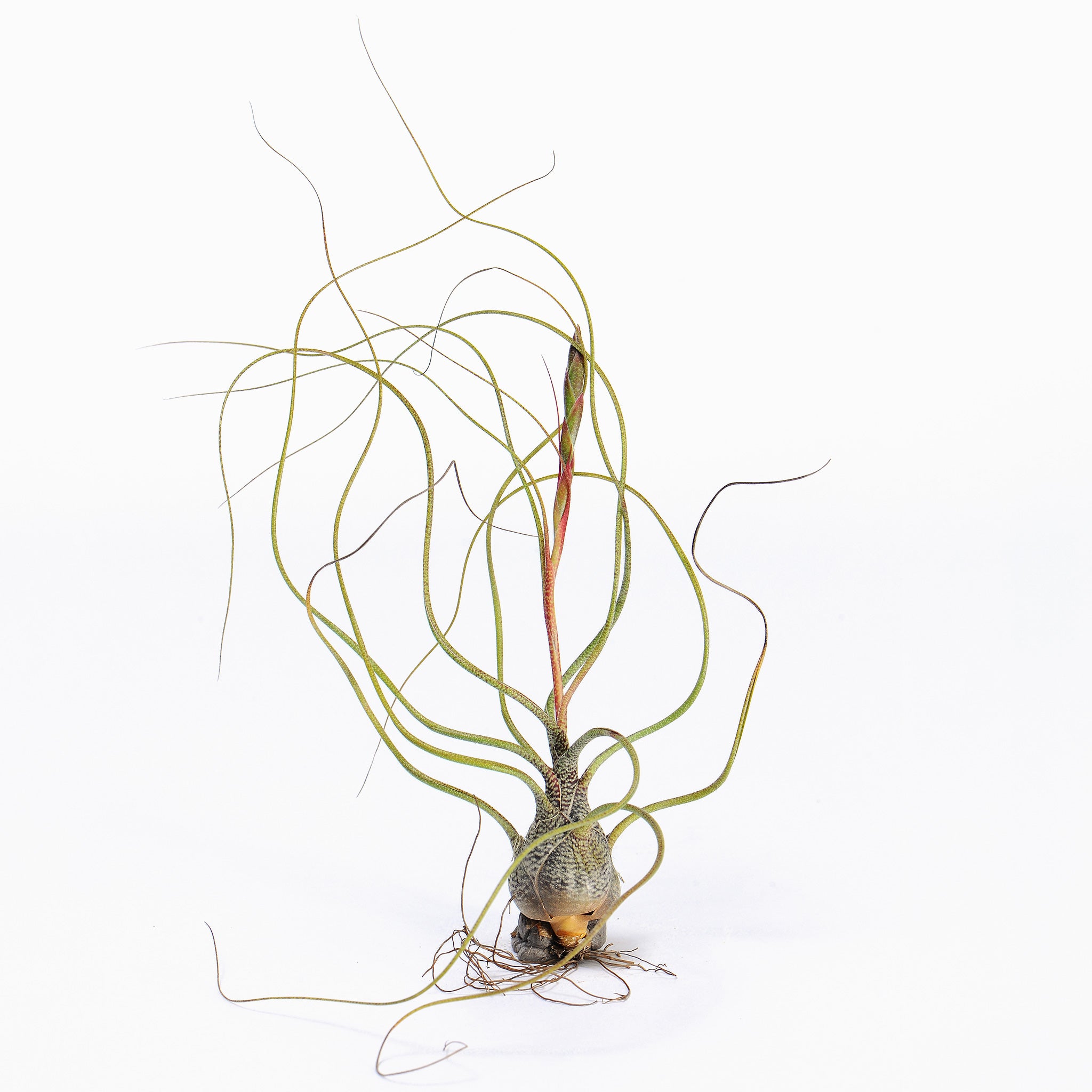 Tillandsia butzii Air Plant