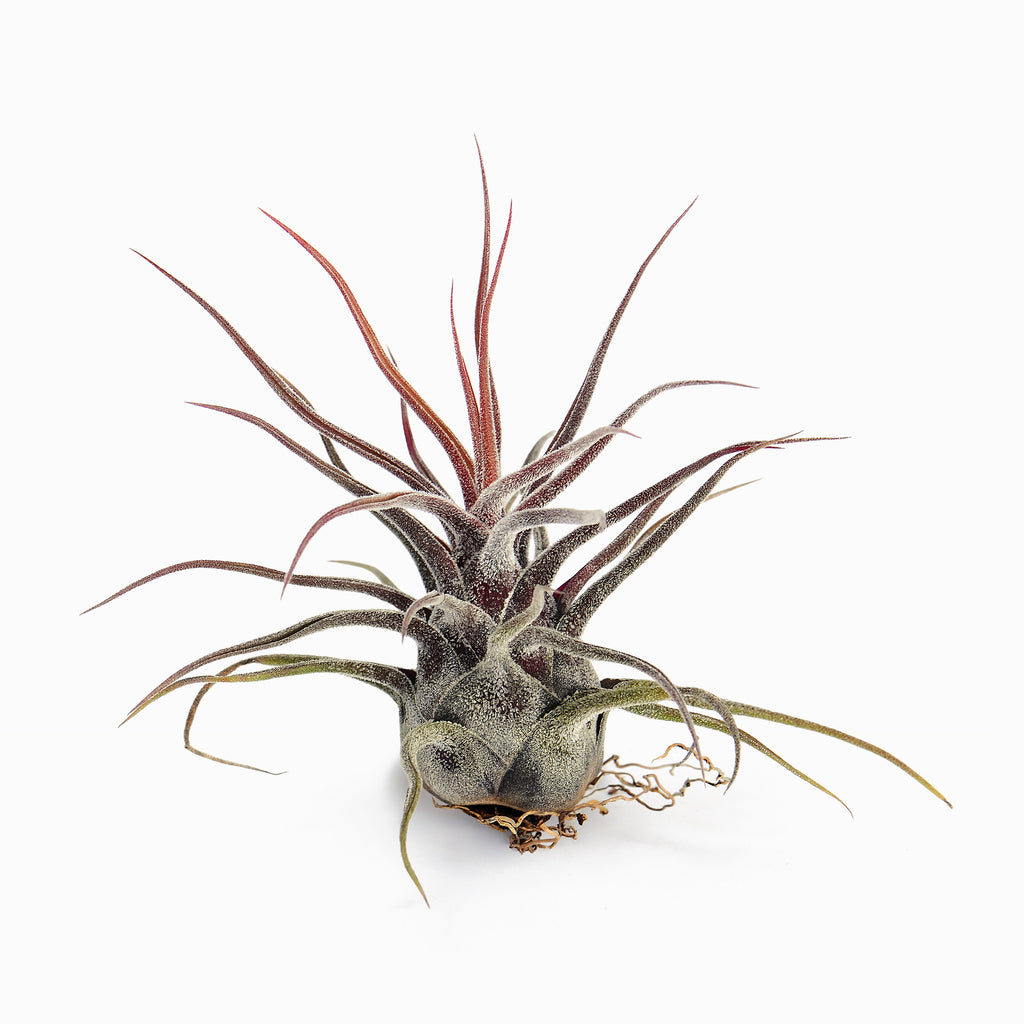 Tillandsia pruinosa Air Plant