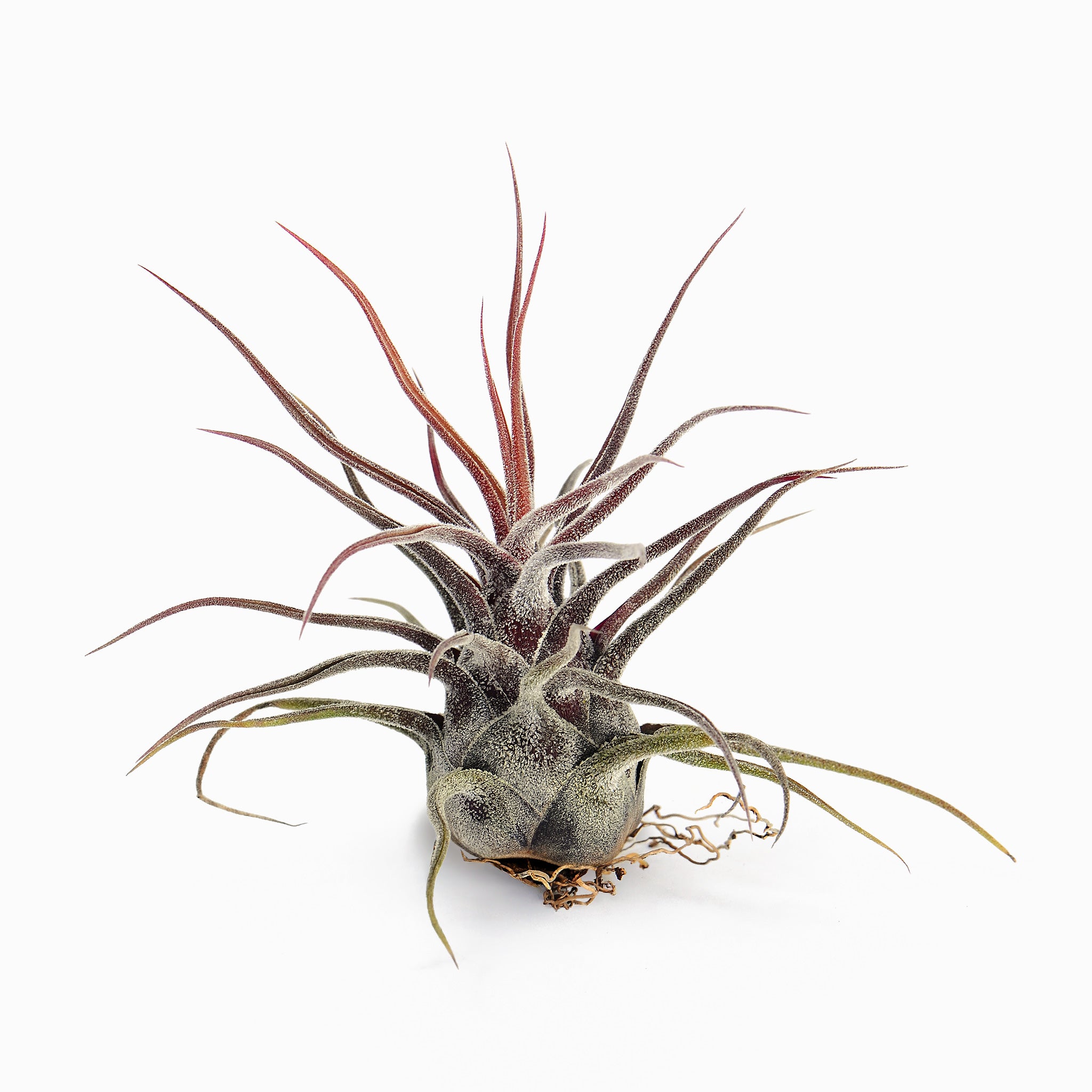 Tillandsia pruinosa Air Plant