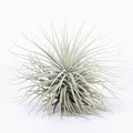 Tillandsia tectorum Air Plant