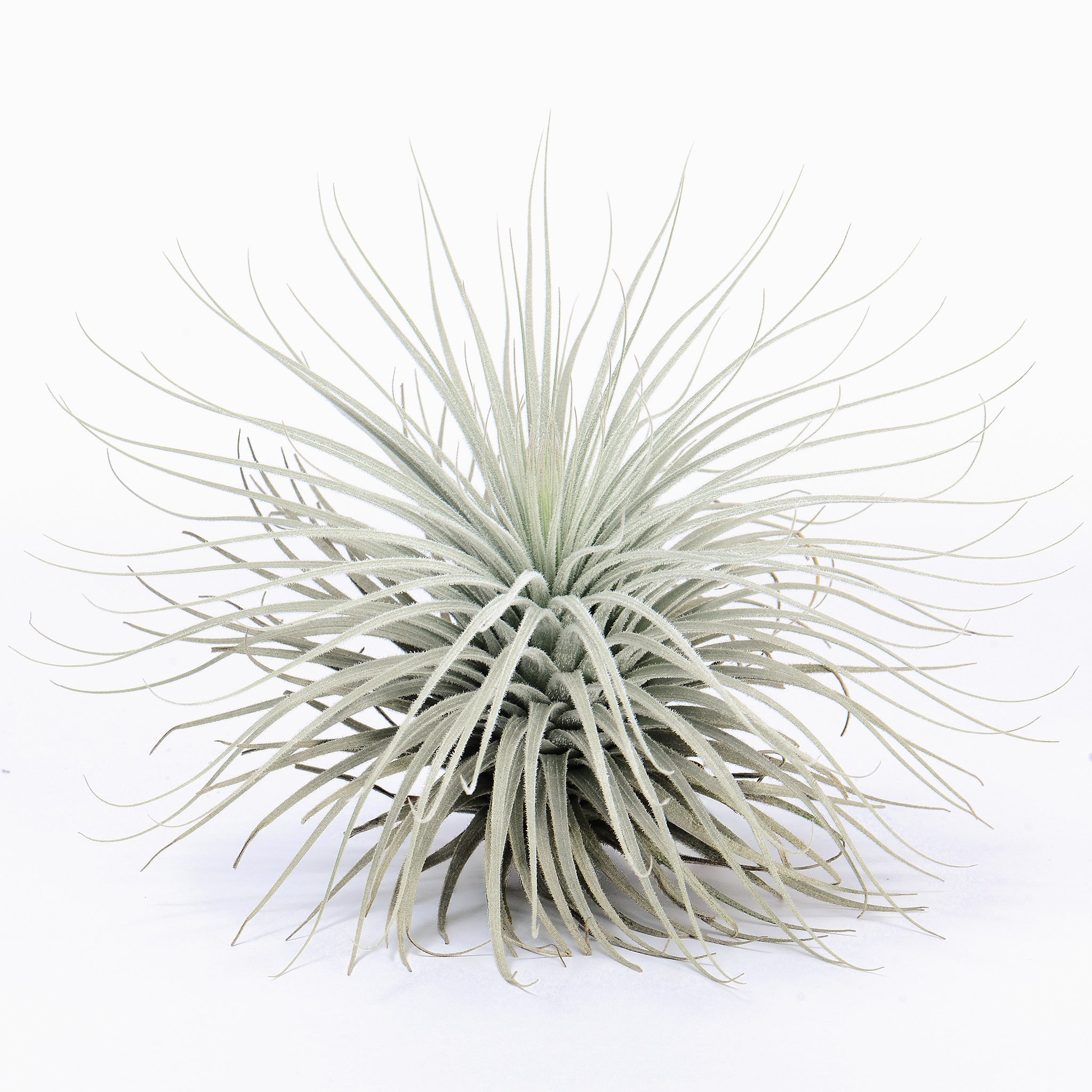 Tillandsia tectorum Air Plant