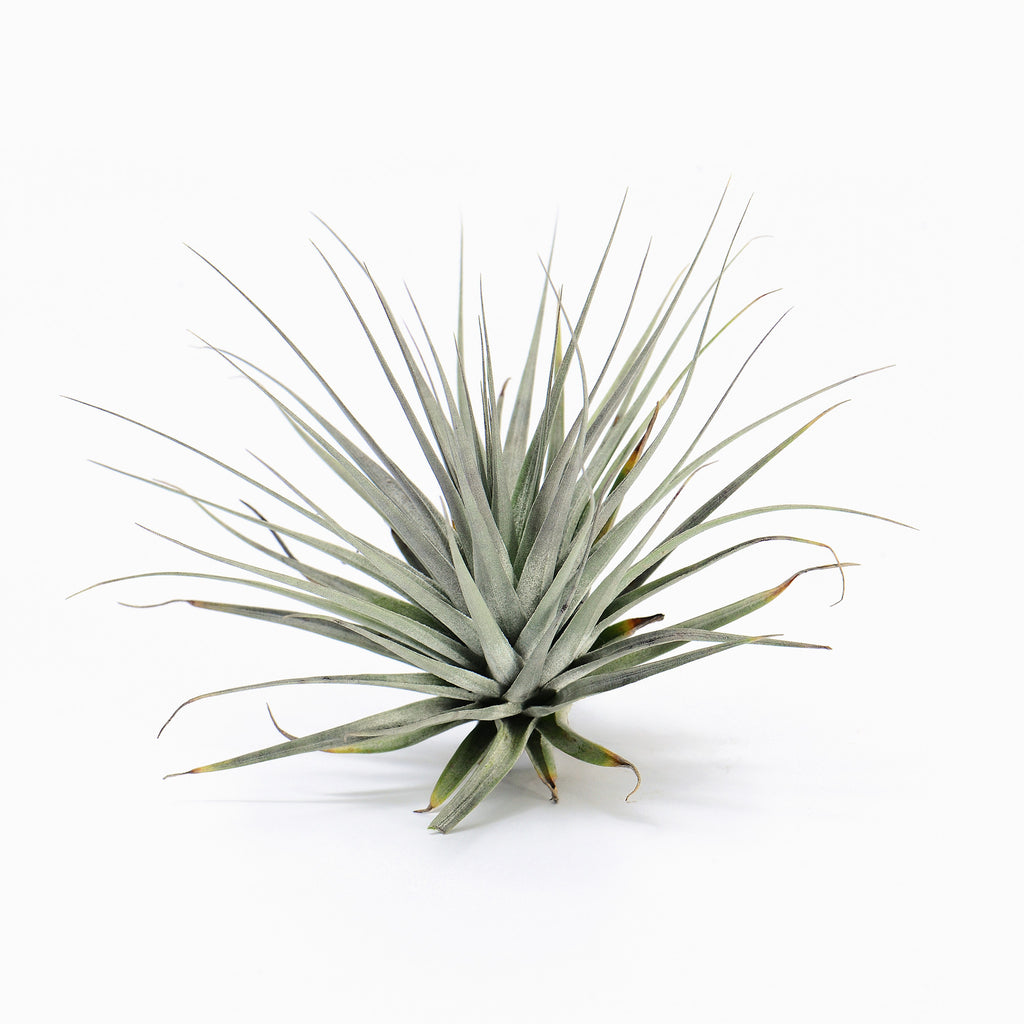 Tillandsia stricta Nivea Frosty-White Air Plant