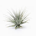 Tillandsia stricta Nivea Air Plant