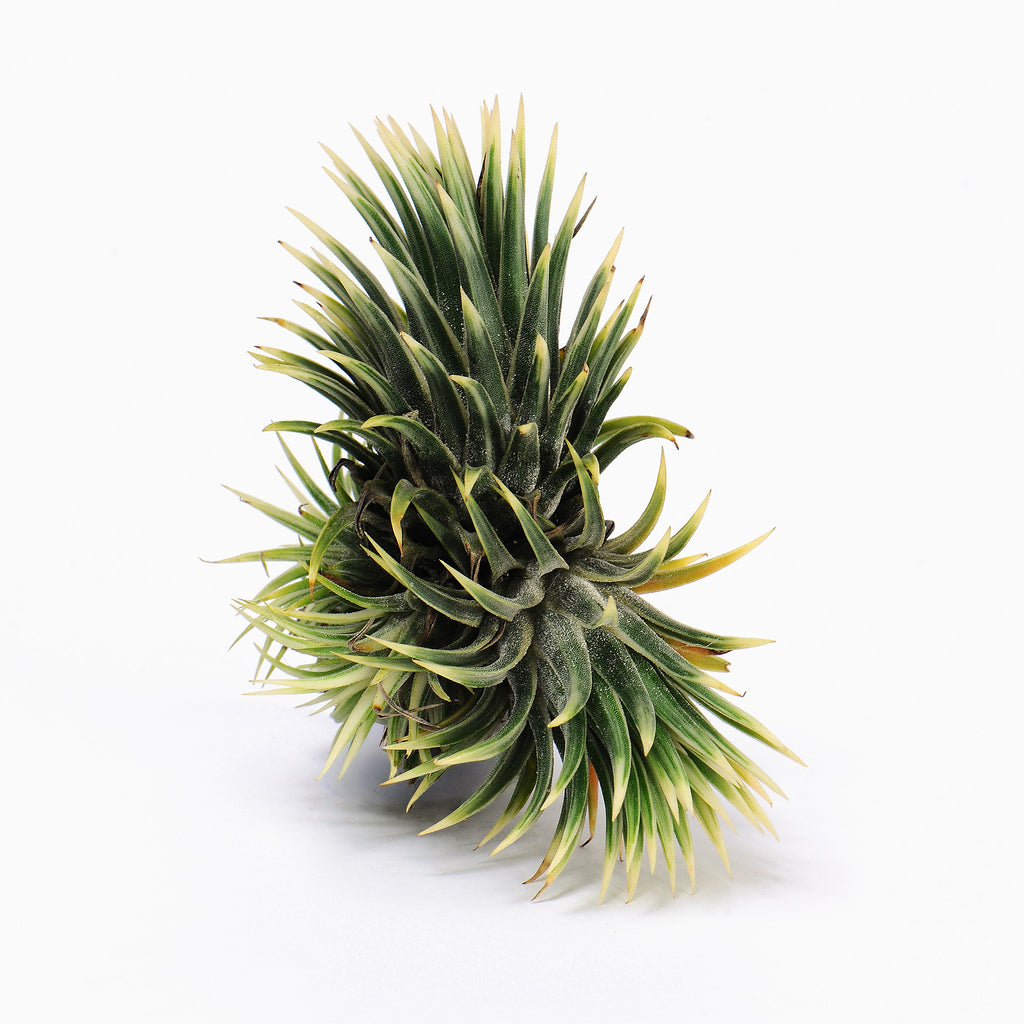 Tillandsia ionantha Renate Air Plant