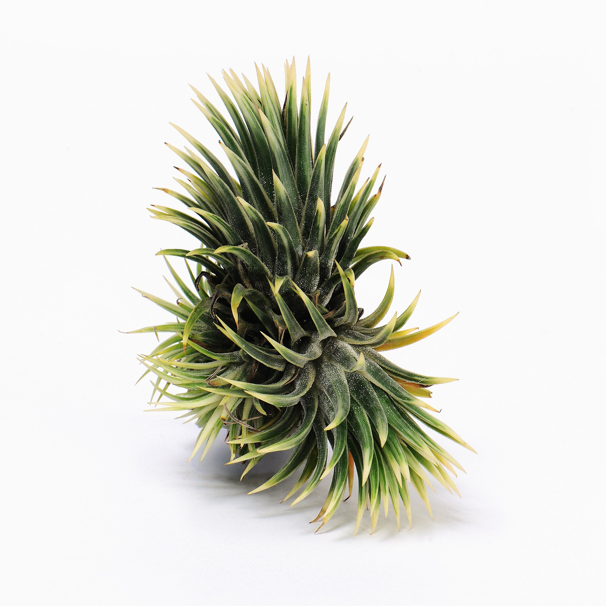 Tillandsia ionantha Renate Air Plant