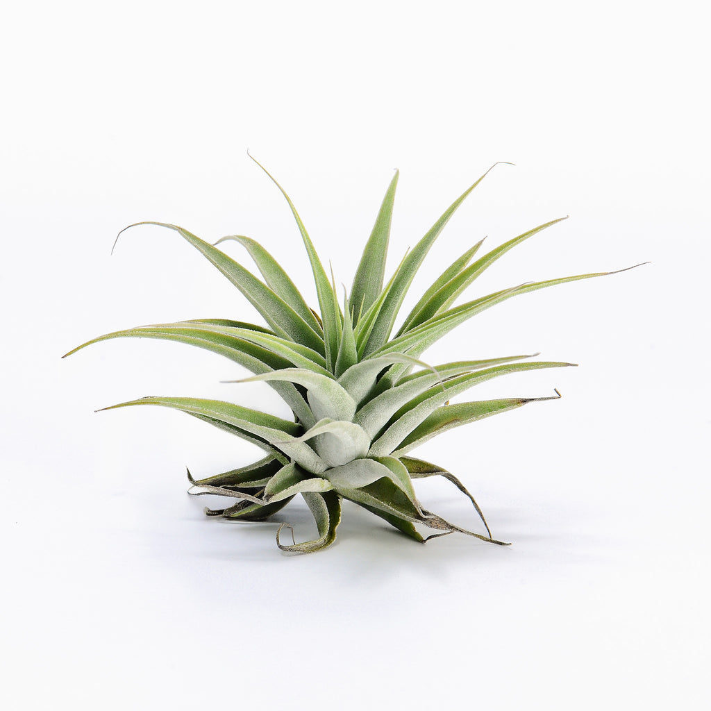 Tillandsia cacticola Caulescent Air Plant