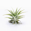 Tillandsia cacticola Caulescent Air Plant