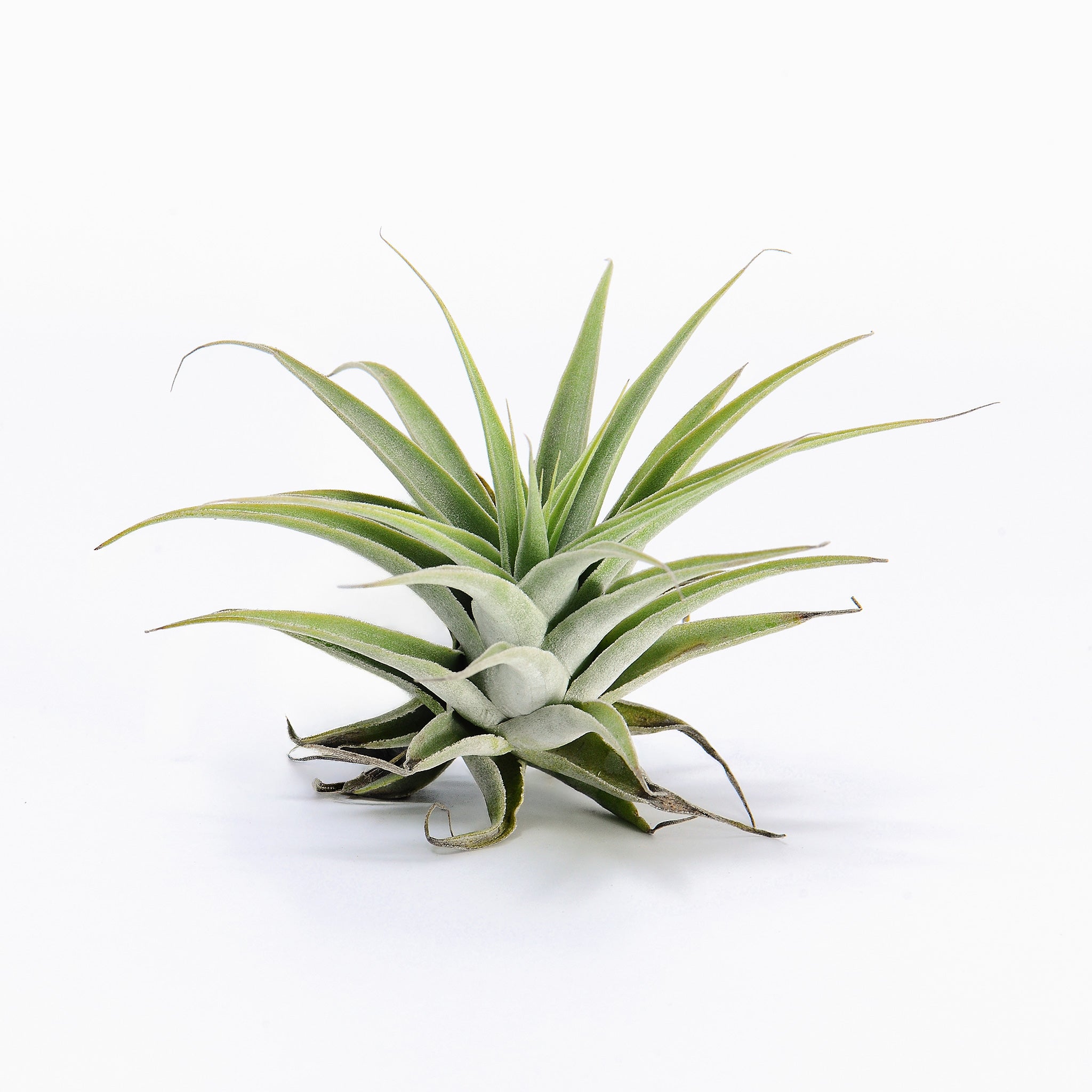 Tillandsia cacticola Caulescent Air Plant