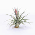 Tillandsia Stupendo Air Plant