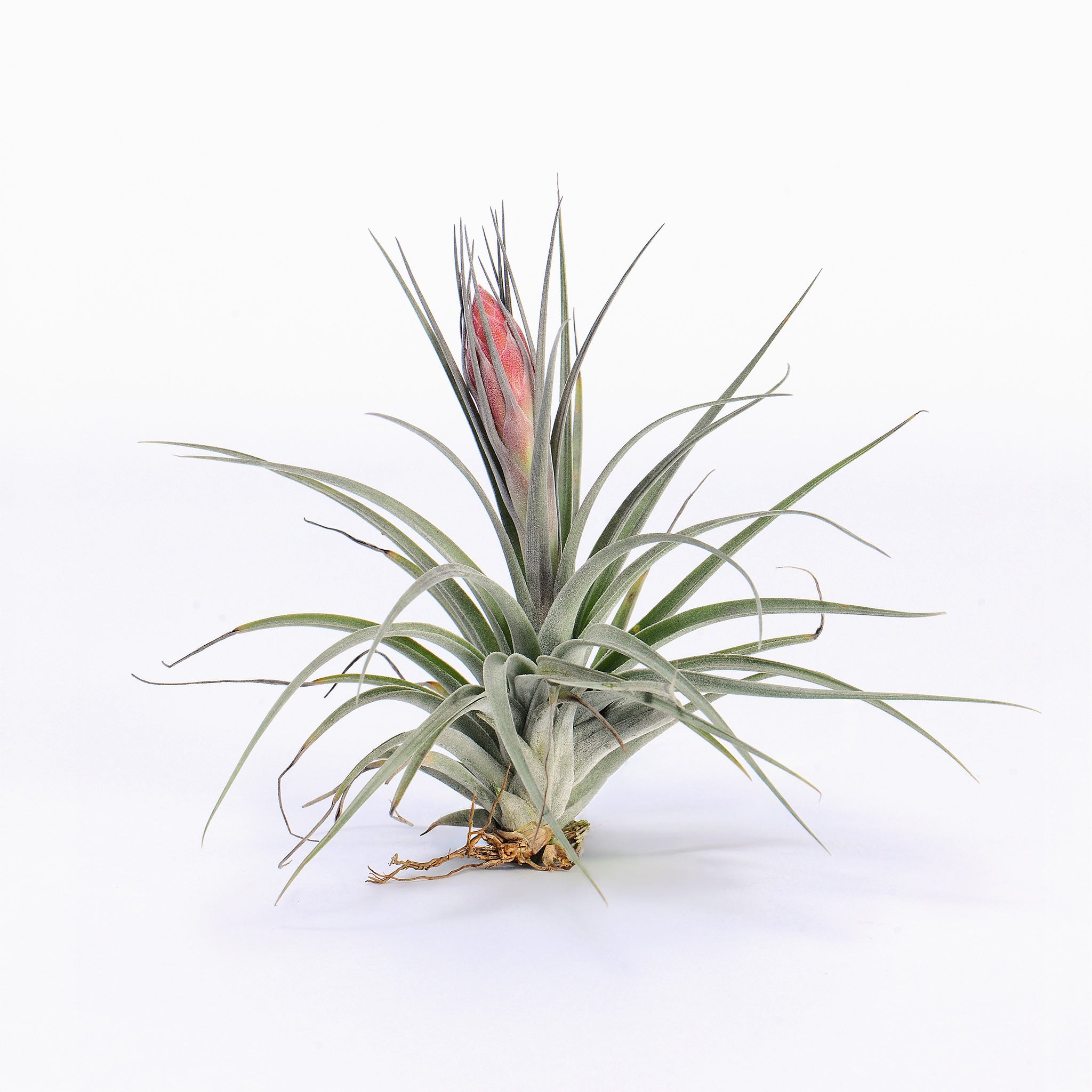 Tillandsia Stupendo Air Plant