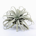 Tillandsia xerographica Air Plant