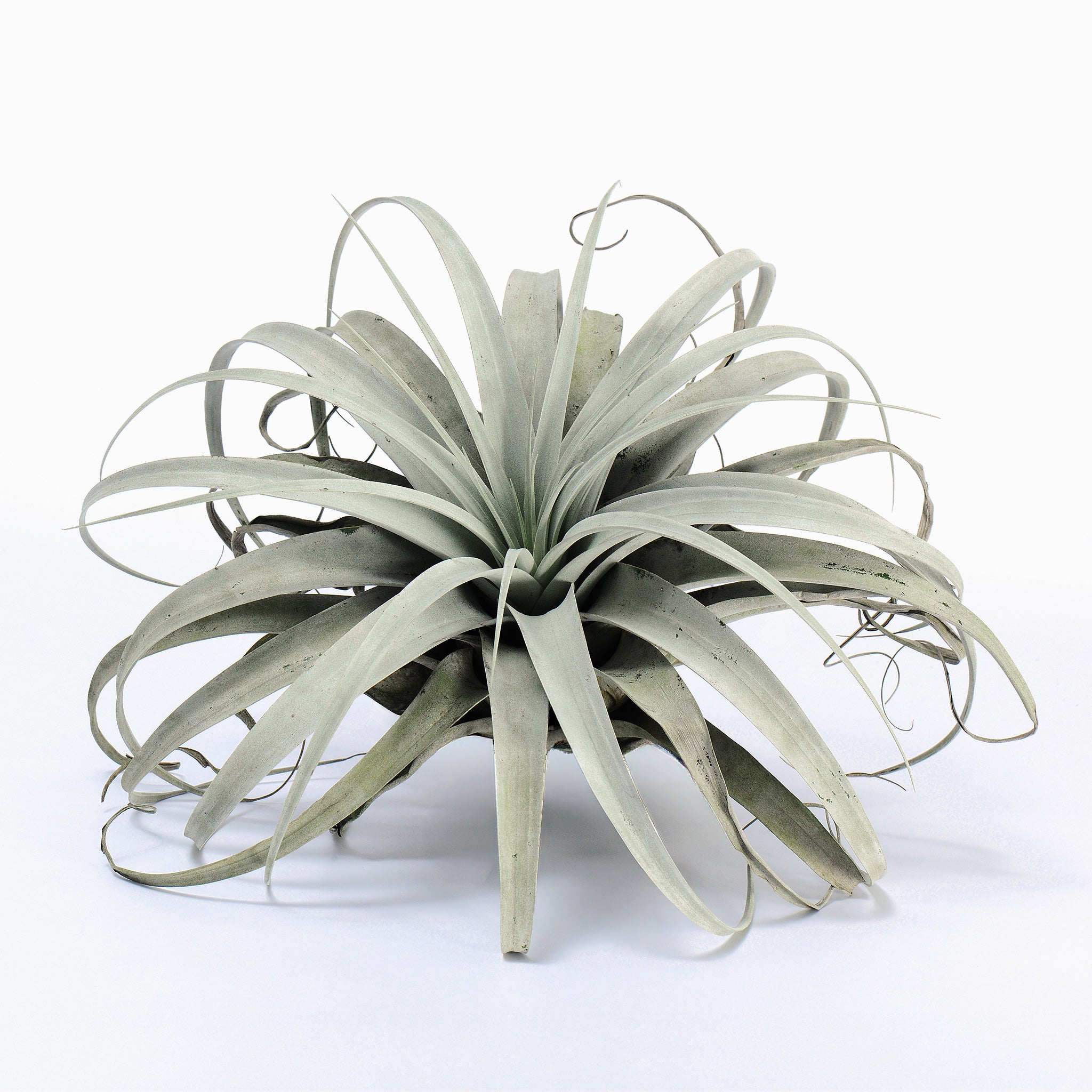 Tillandsia xerographica Air Plant