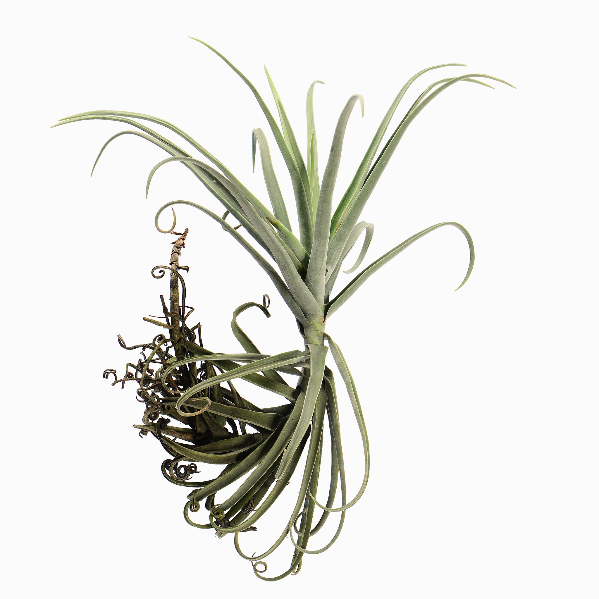 Tillandsia duratii var Saxatilis Air Plant