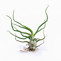 Tillandsia bulbosa Air Plant