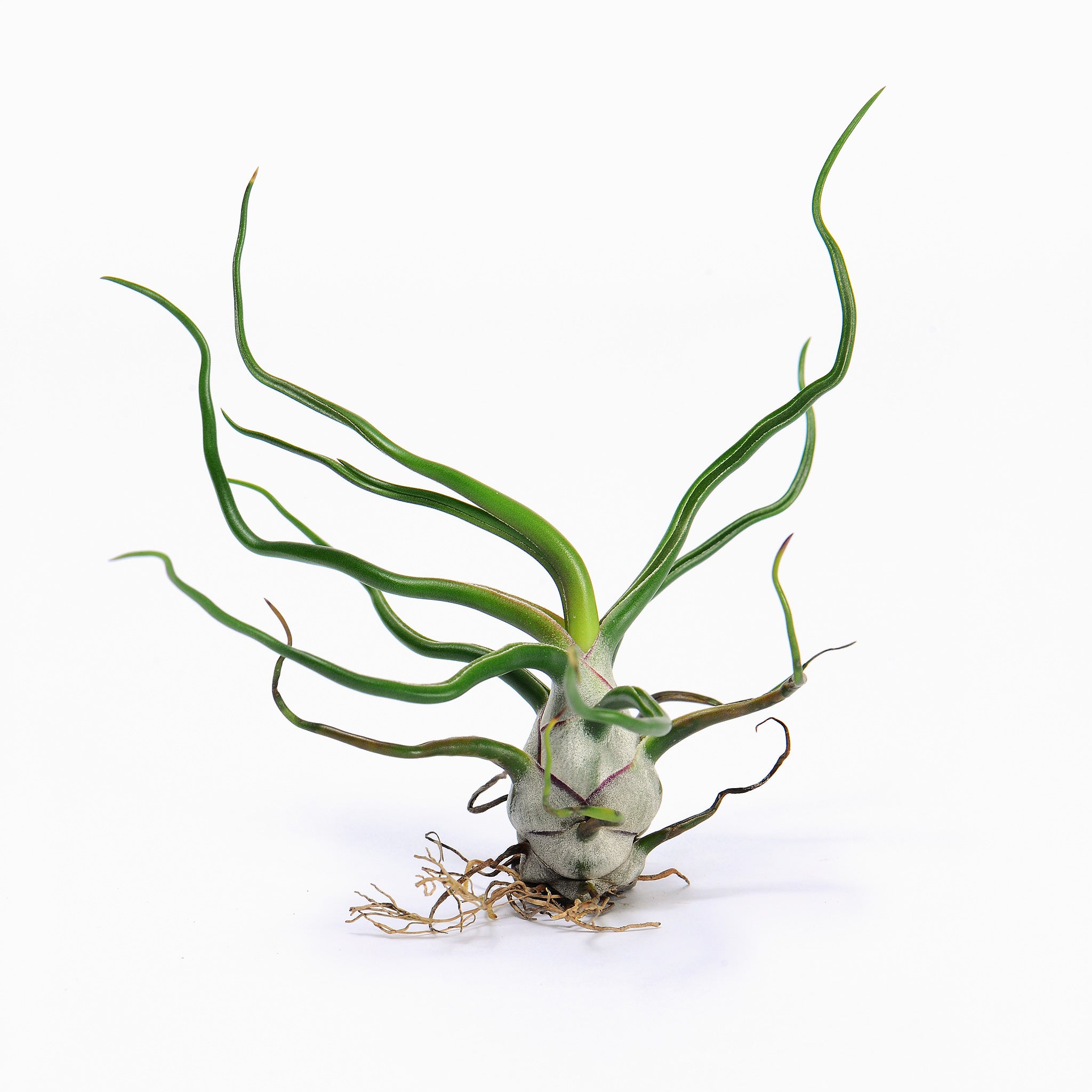 Tillandsia bulbosa Air Plant