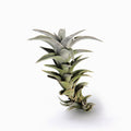 Tillandsia edithe holm Air Plant