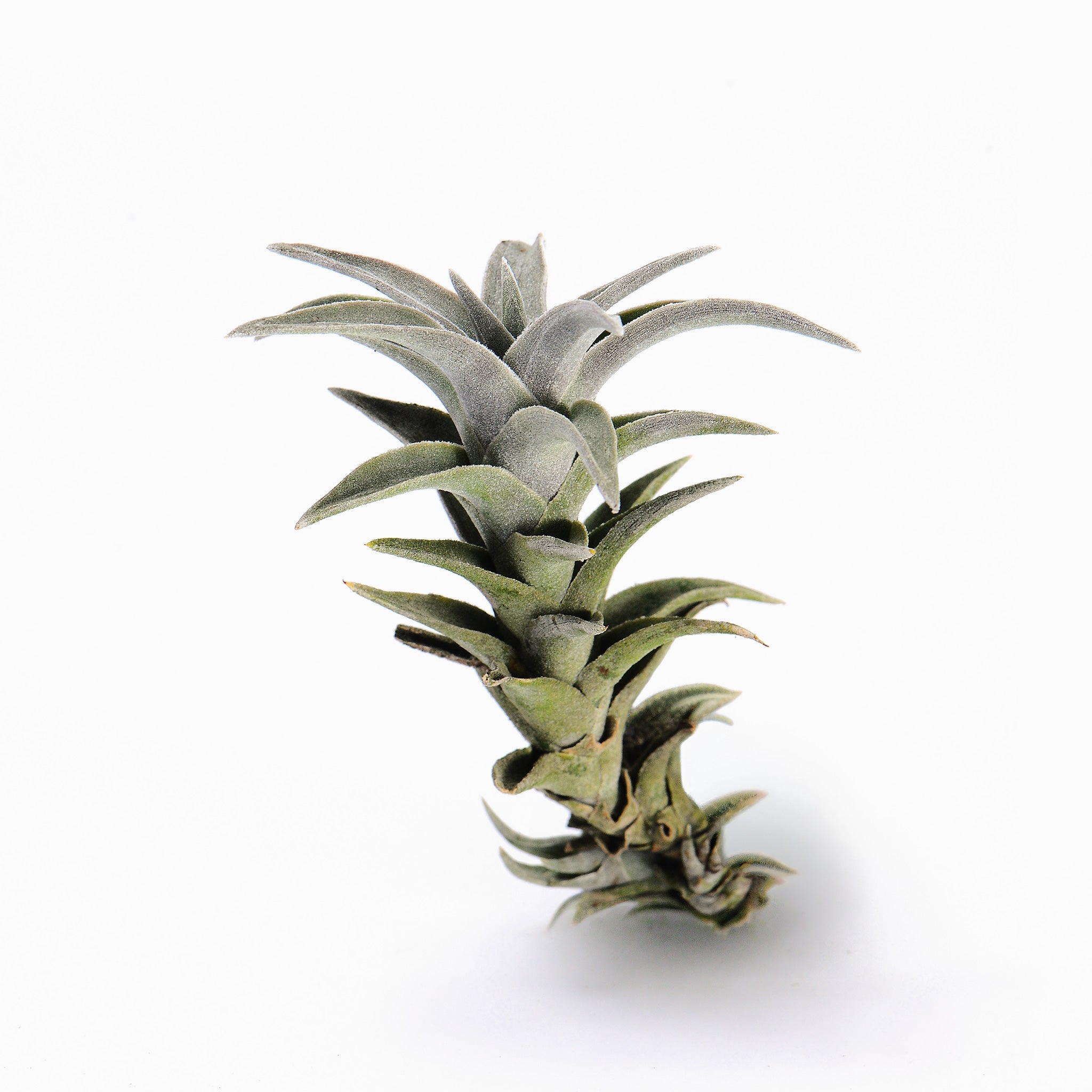 Tillandsia edithe holm Air Plant