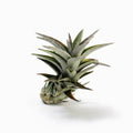 Tillandsia edithae Samaipata Air Plant