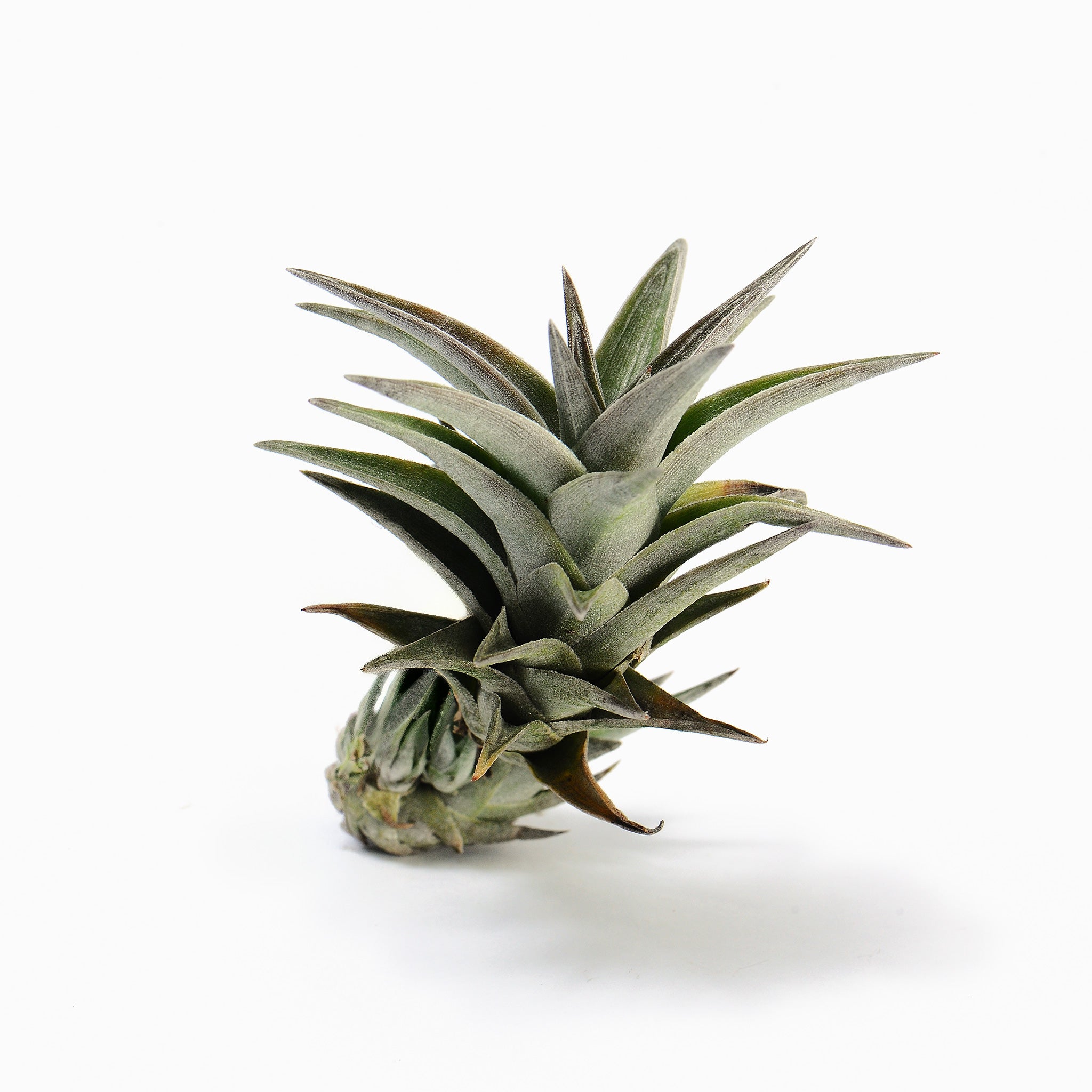 Tillandsia edithae Samaipata Air Plant