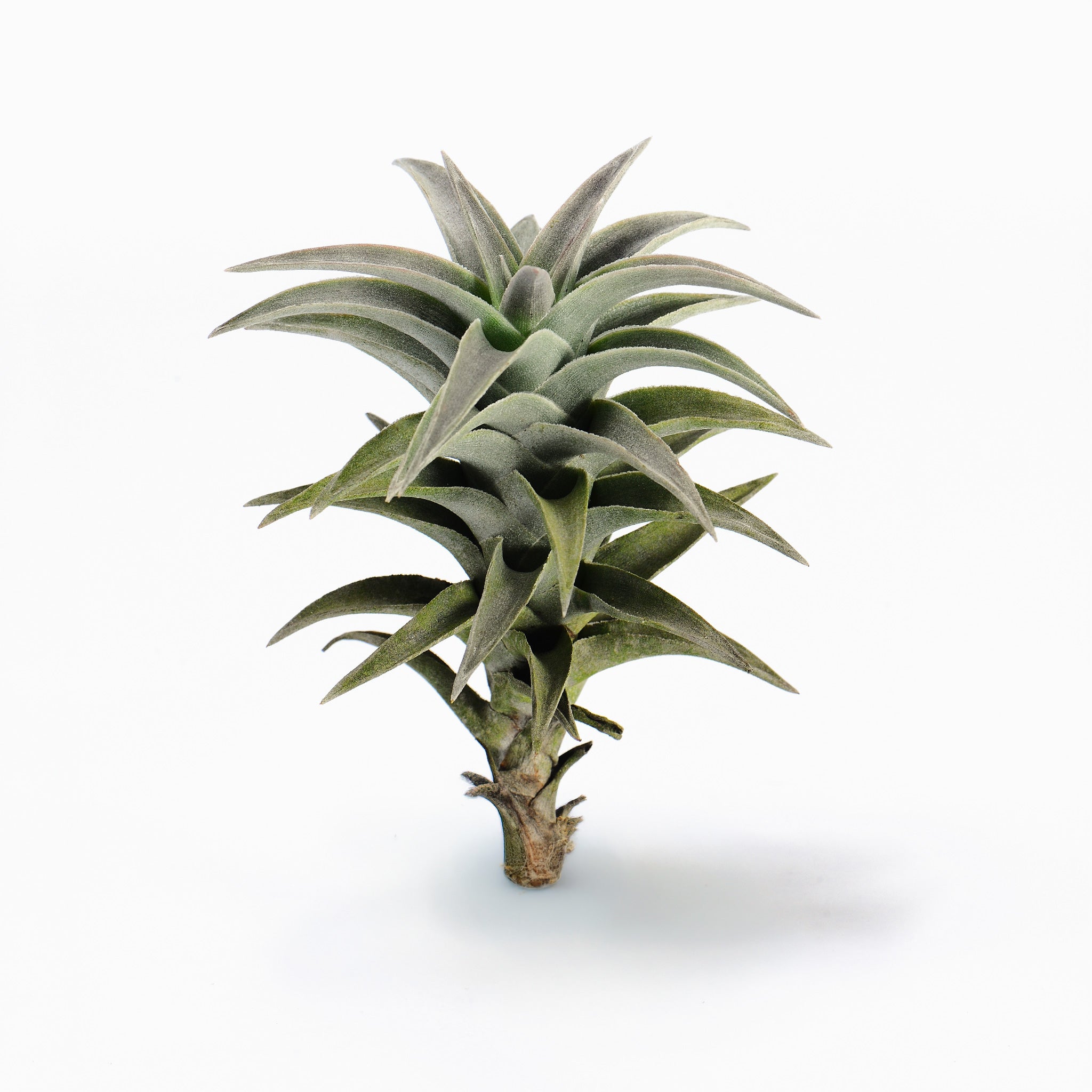 Tillandsia barborkae Air Plant