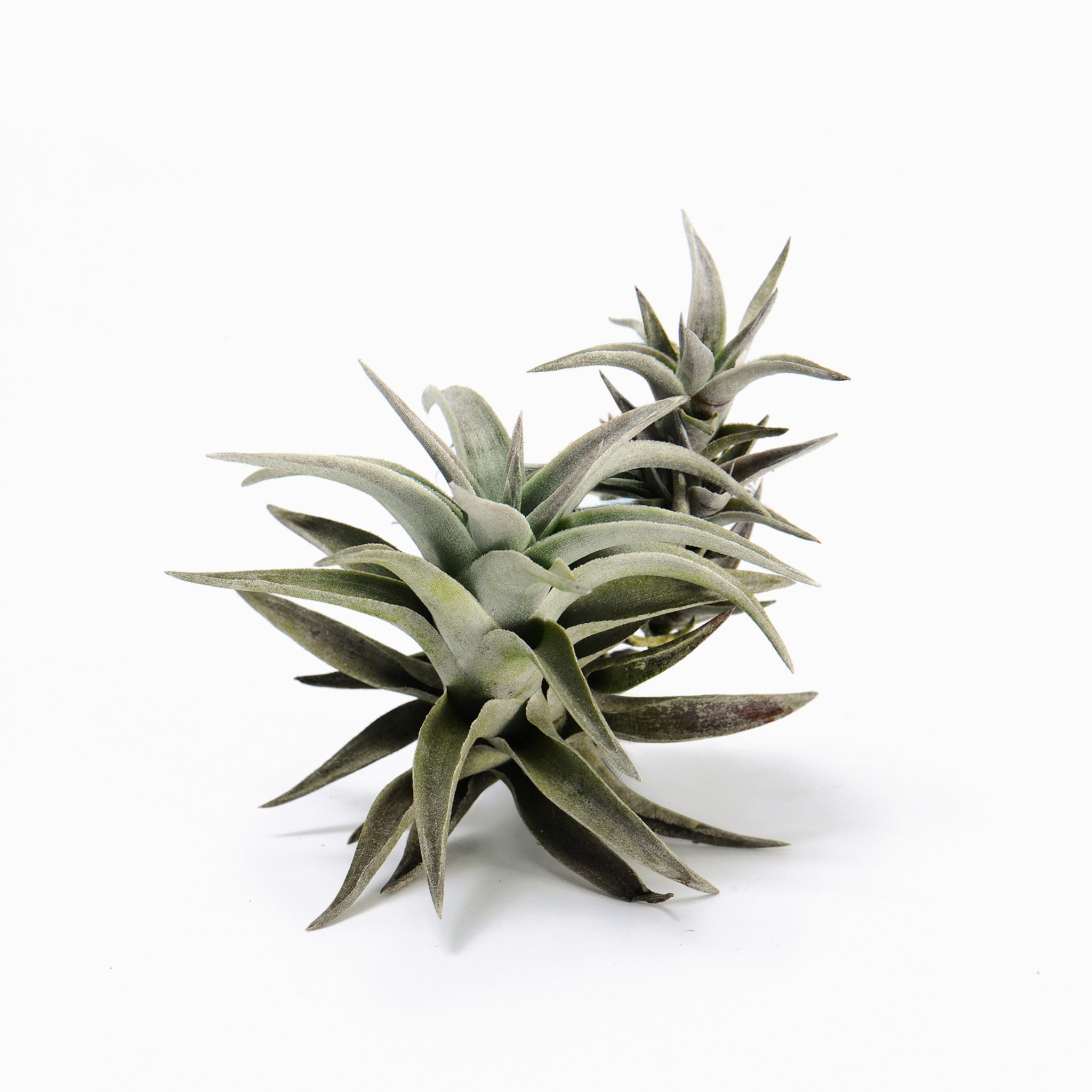 Tillandsia barborkae buclhardt Air Plant