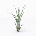 Tillandsia Ty Giant Silver RFI Air Plant