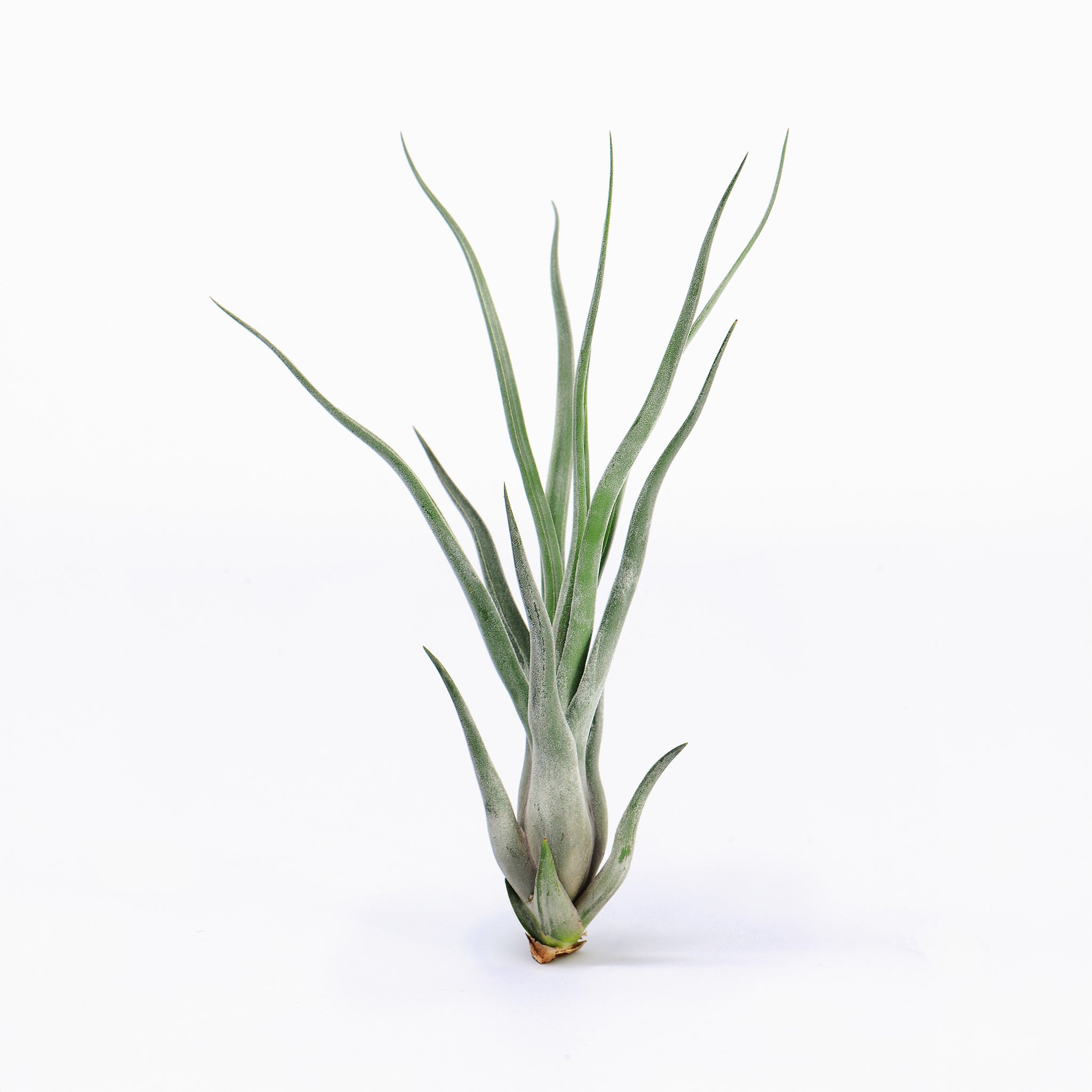 Tillandsia Ty Giant Silver RFI Air Plant