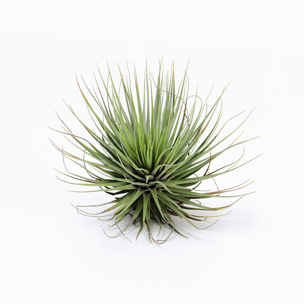 Tillandsia Millennium Air Plant