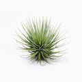 Tillandsia Millennium Air Plant