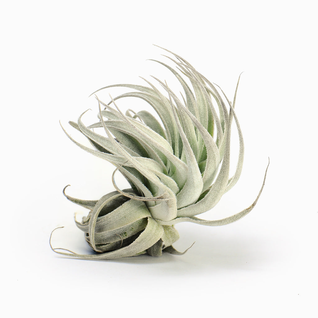 Tillandsia gardneri var. rupicola Air Plant