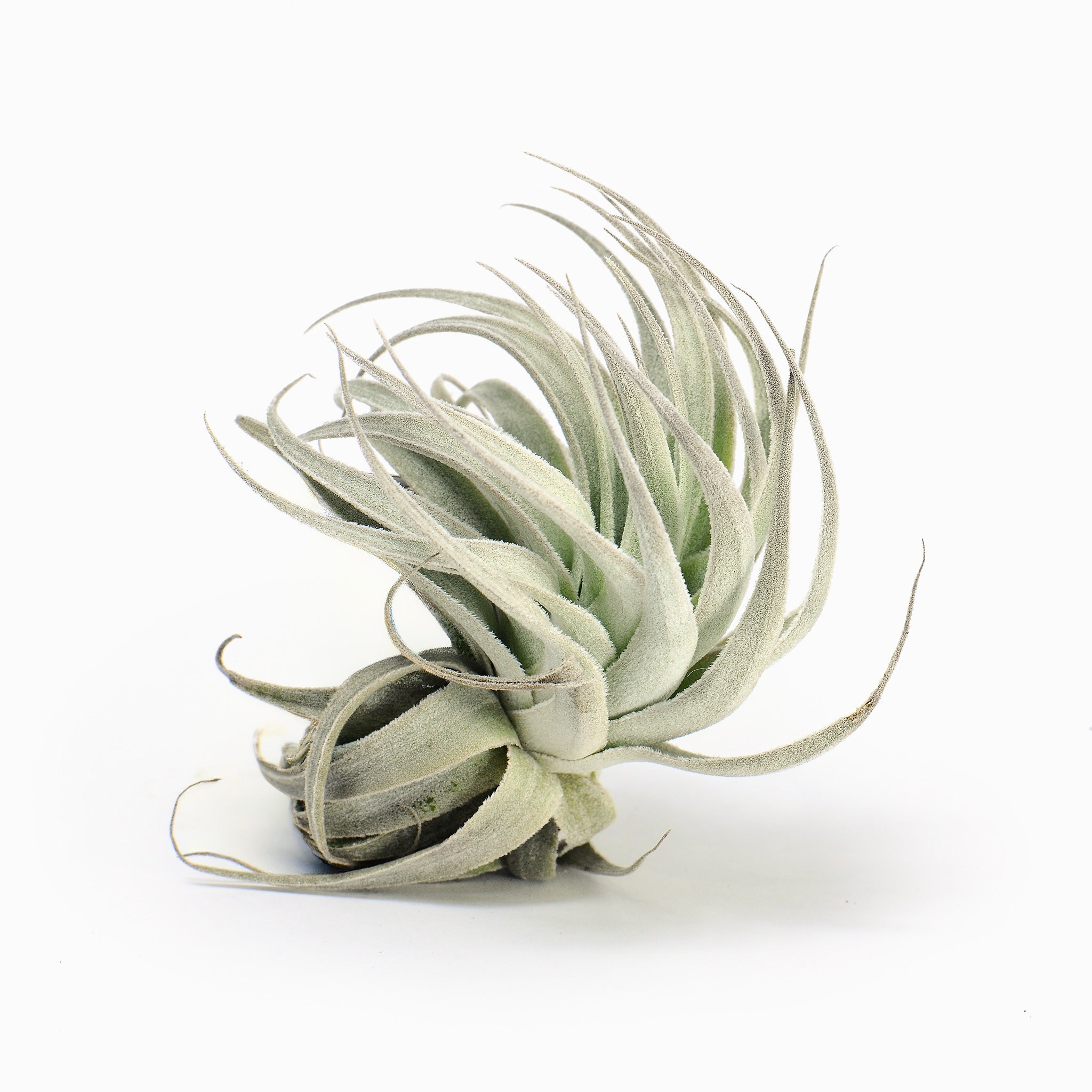 Tillandsia gardneri var. rupicola Air Plant