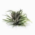 Tillandsia Berry's Gem Air Plant