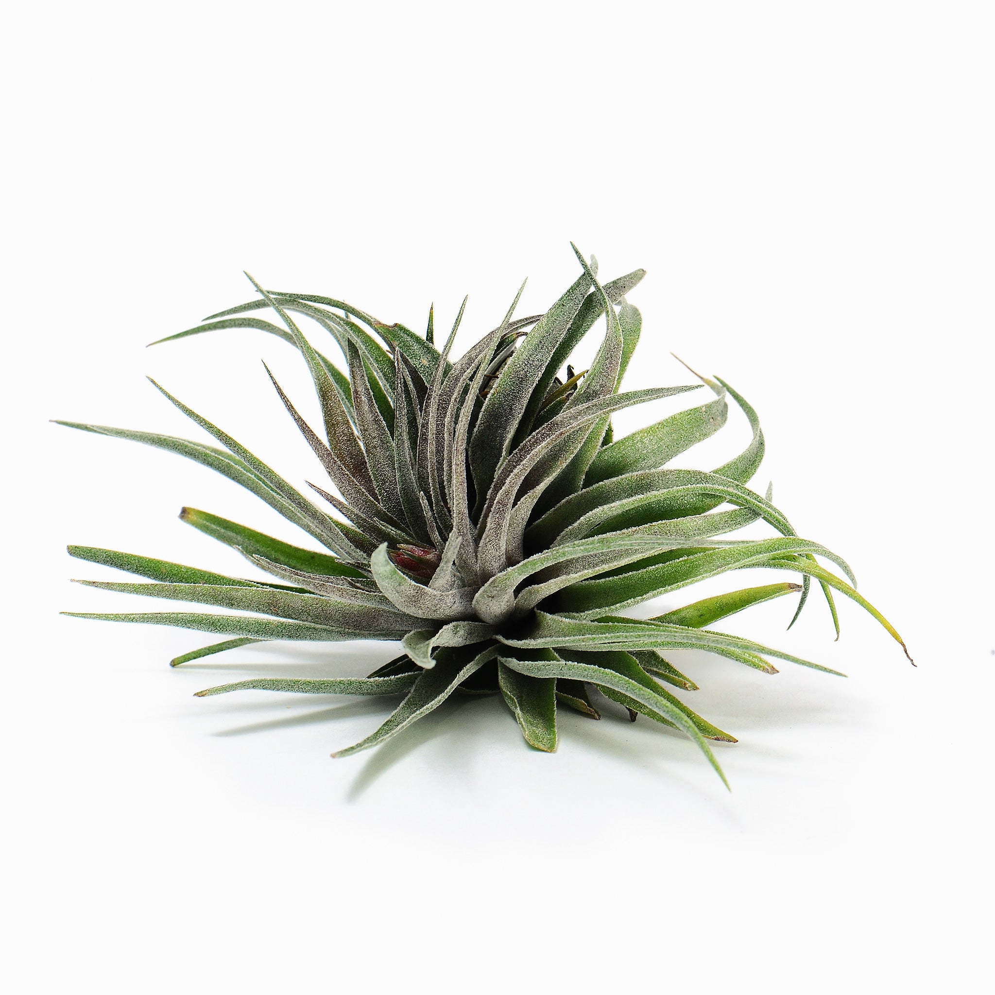 Tillandsia Berry's Gem Air Plant