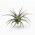 Tillandsia vernicosa Small Air Plant
