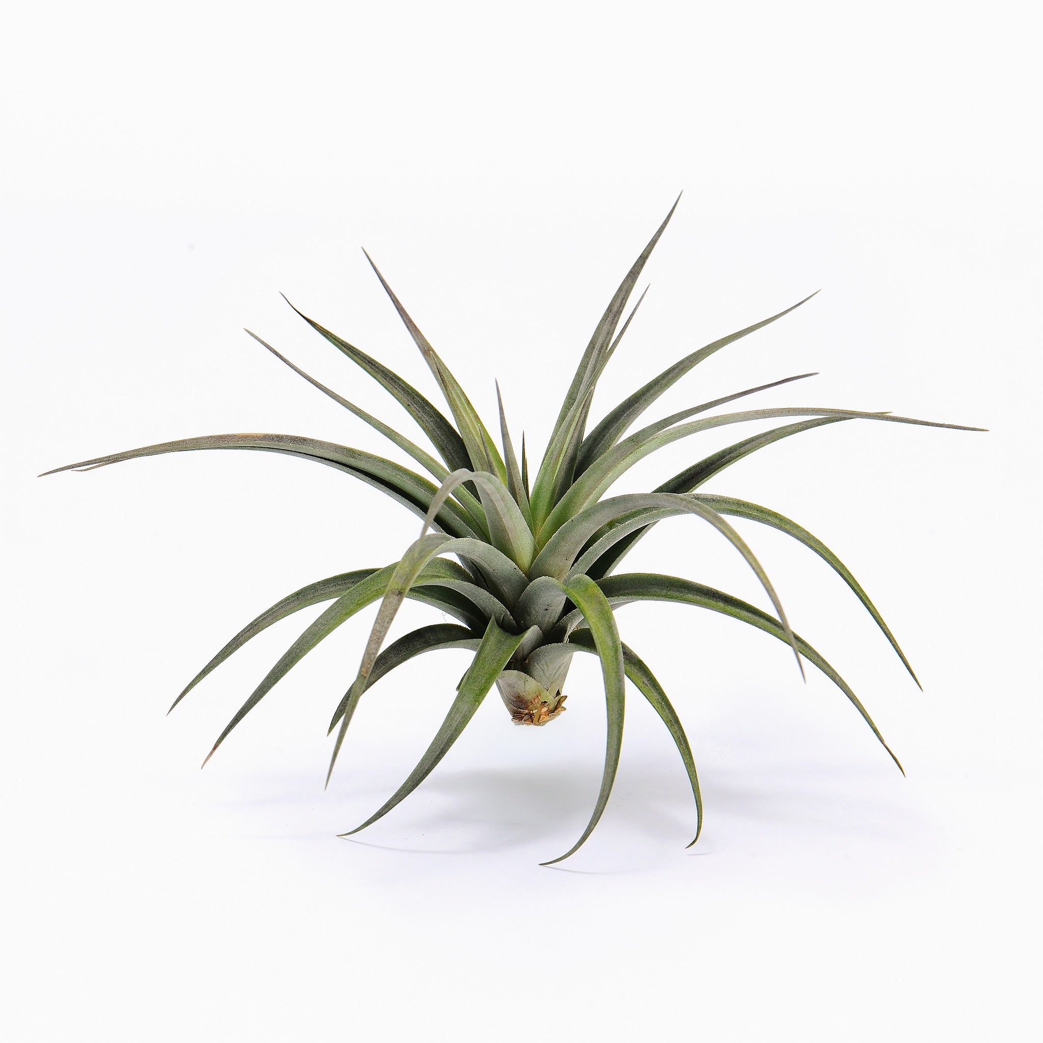 Tillandsia vernicosa Small Air Plant