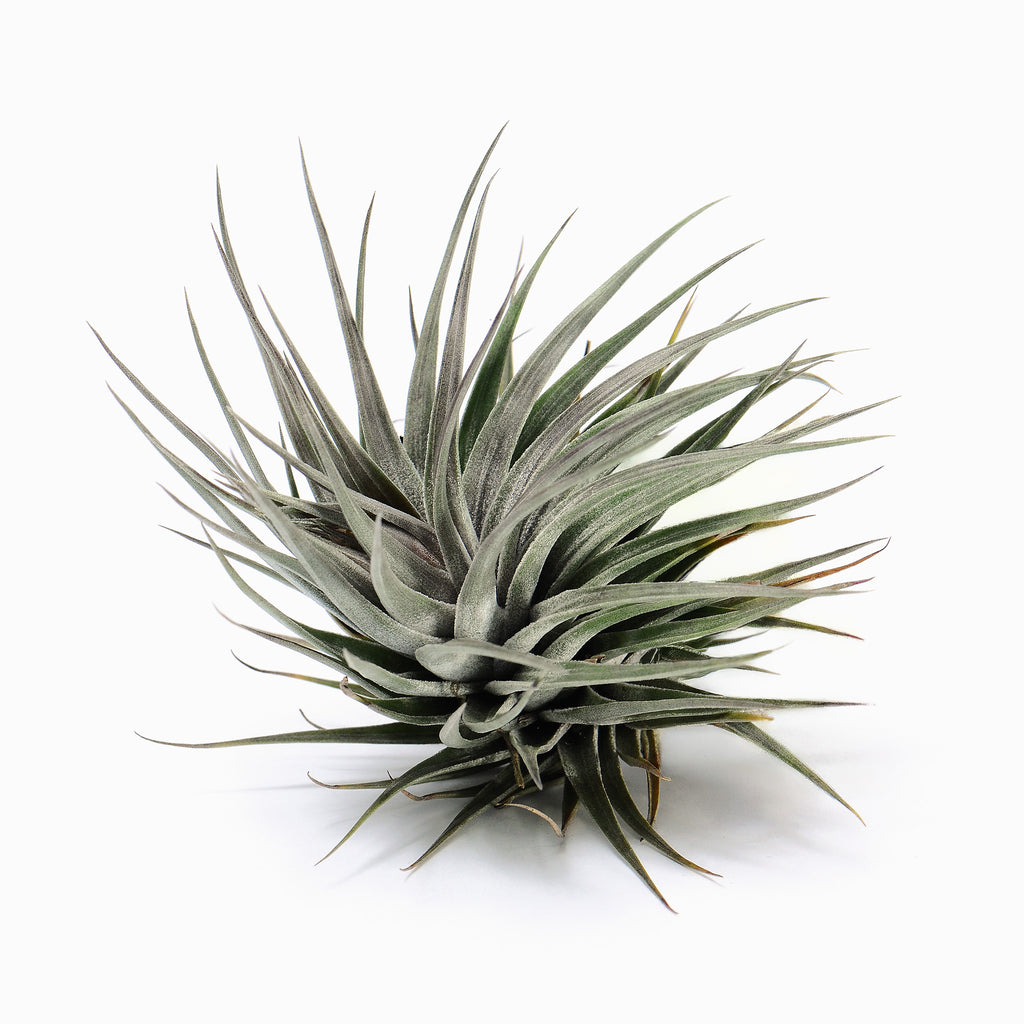 Tillandsia 'Rosy Gem' Air Plant