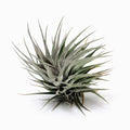 Tillandsia 'Rosy Gem' Air Plant