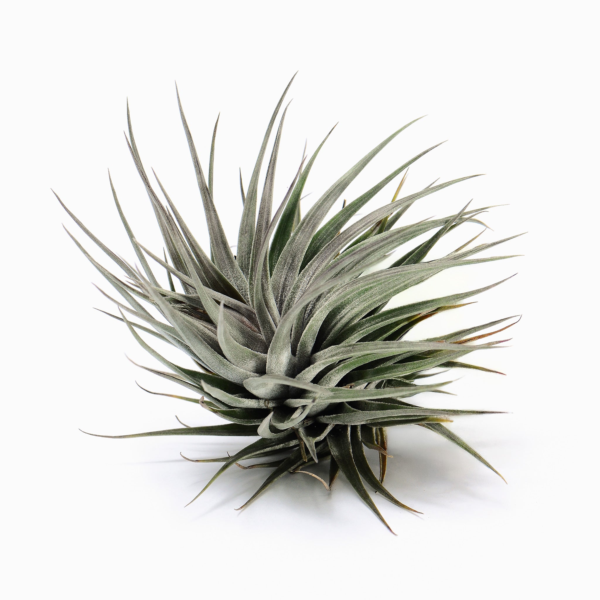 Tillandsia 'Rosy Gem' Air Plant