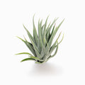 Tillandsia 'Pink Patches' Air Plant