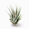 Tillandsia kautskyi Geminifiona Air Plant
