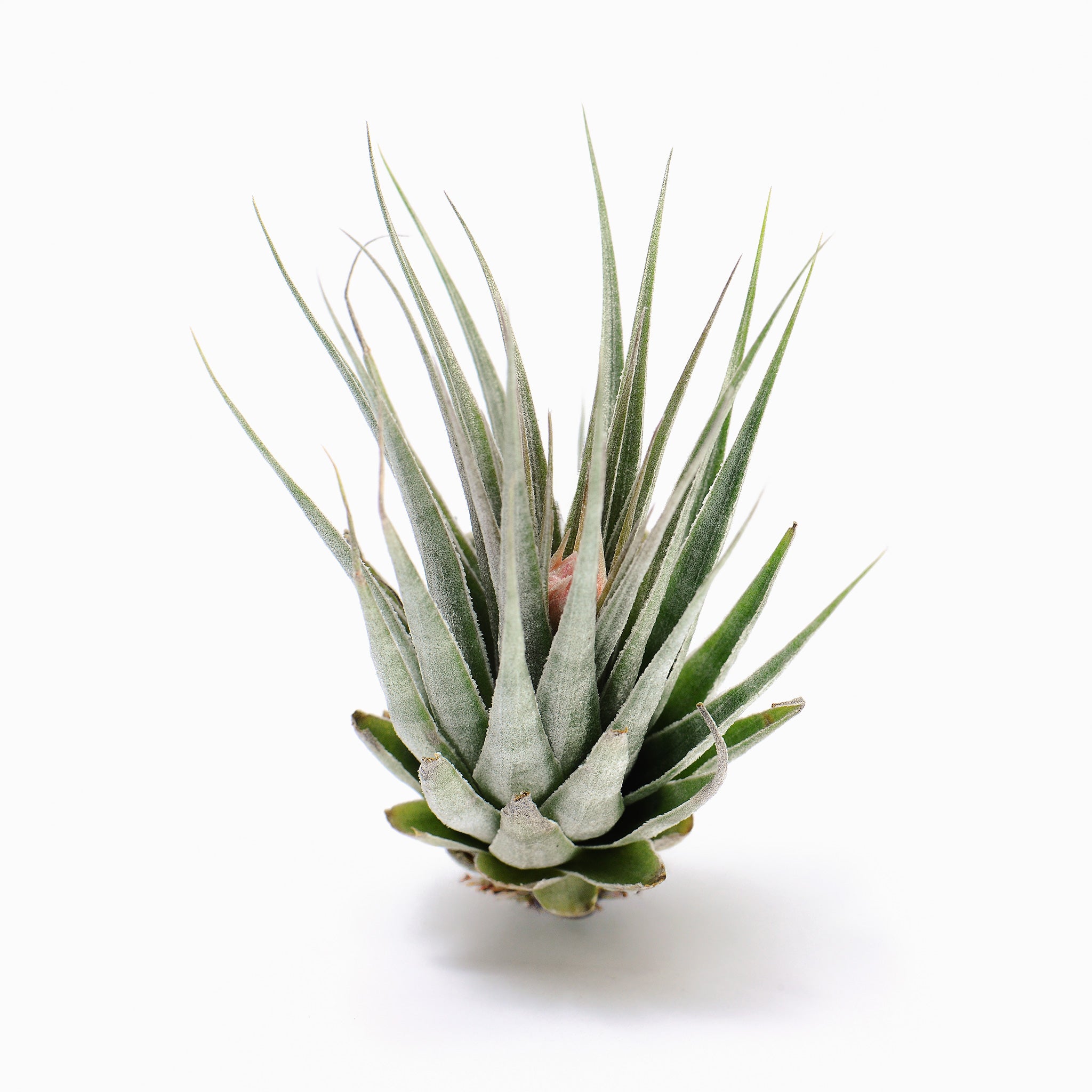 Tillandsia kautskyi Geminifiona Air Plant