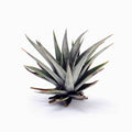 Tillandsia vernicosa ‘mini’ Air Plant